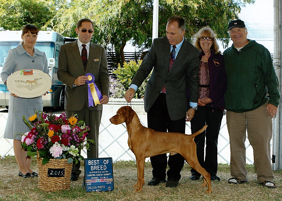 Koppertone vizsla sales